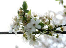 Spring in Baku. Azerbaijan, Baku, 20 apr. 2016